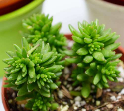 小众送妈妈的花有哪些花