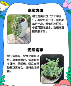 小众送妈妈的花有哪些花