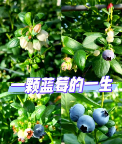 小众送妈妈的花有哪些花