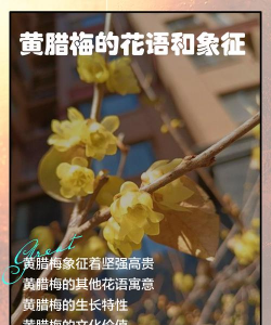 黄腊梅的寓意是什么意思