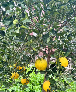 小众送妈妈的花有哪些花