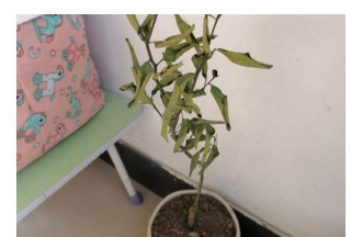 小众送妈妈的花有哪些花