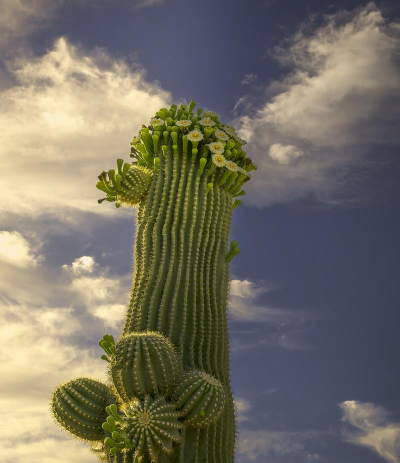 小众送妈妈的花有哪些花
