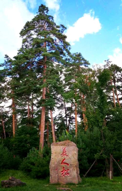 美人松是什么样子的