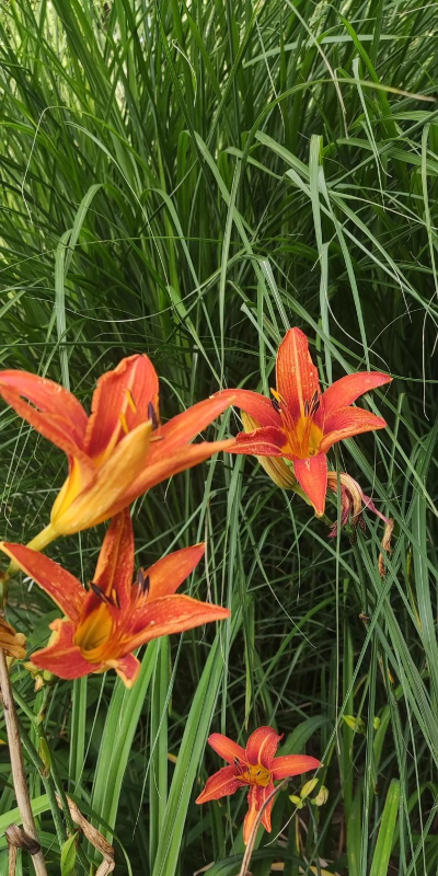 翠竹公园的花有哪些花