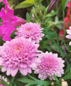 小众送妈妈的花有哪些花