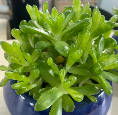 小众送妈妈的花有哪些花