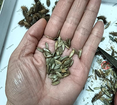 小众送妈妈的花有哪些花