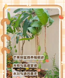 芒果树的种植与养护