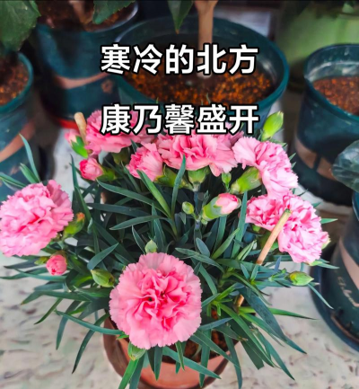 小众送妈妈的花有哪些花