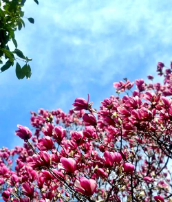 小众送妈妈的花有哪些花