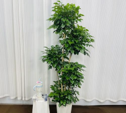 大连适合种植什么盆栽