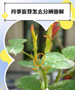 月季芽眼什么意思