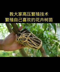 小众送妈妈的花有哪些花