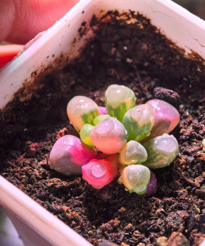 小众送妈妈的花有哪些花