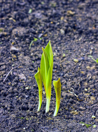 小众送妈妈的花有哪些花