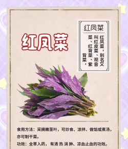 红凤菜有毒吗