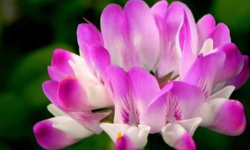 小众送妈妈的花有哪些花