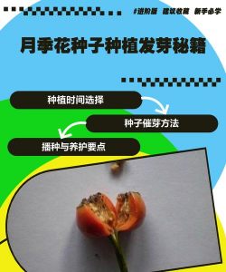 小众送妈妈的花有哪些花