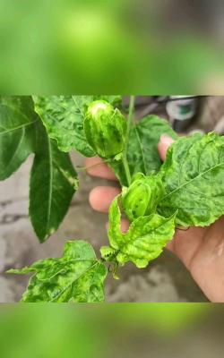 小众送妈妈的花有哪些花