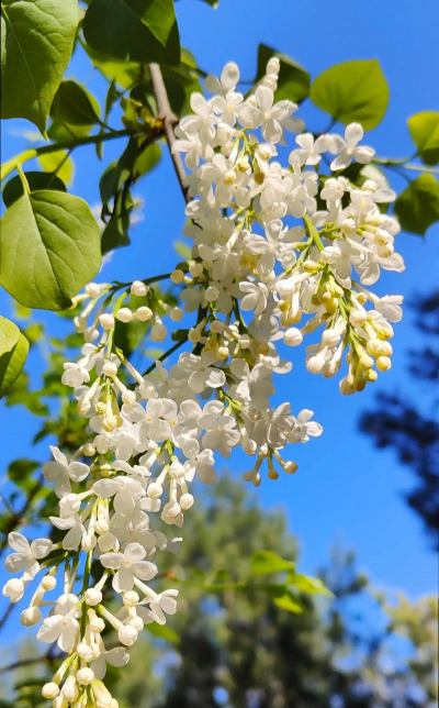 小众送妈妈的花有哪些花