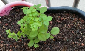 小众送妈妈的花有哪些花