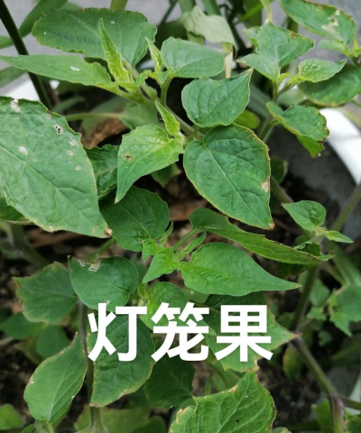 小众送妈妈的花有哪些花
