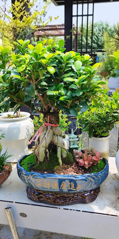 小众送妈妈的花有哪些花