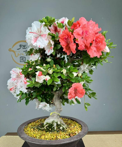 小众送妈妈的花有哪些花