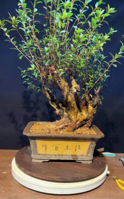 映山红下山桩最佳季节