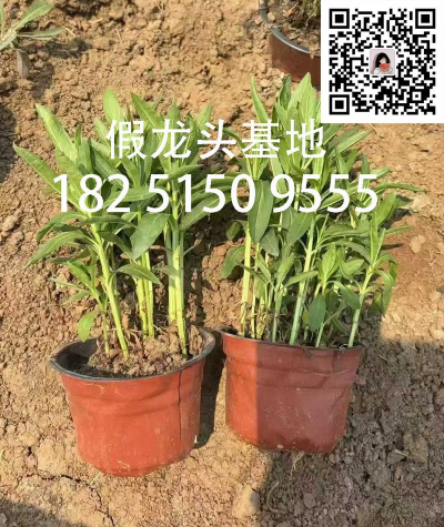 小众送妈妈的花有哪些花