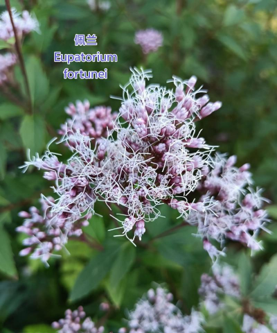 小众送妈妈的花有哪些花