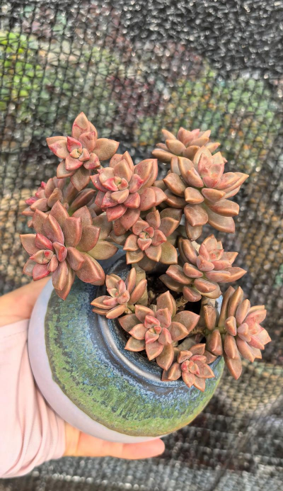 小众送妈妈的花有哪些花