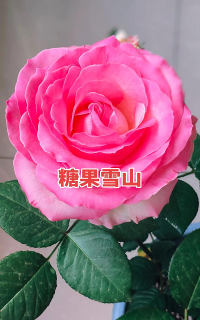 小众送妈妈的花有哪些花