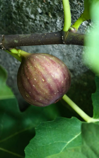 波姬红无花果几月挂果