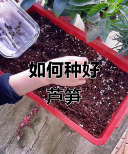 种植笋子种子怎么种植