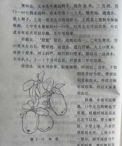 种植海棠木瓜怎么种植