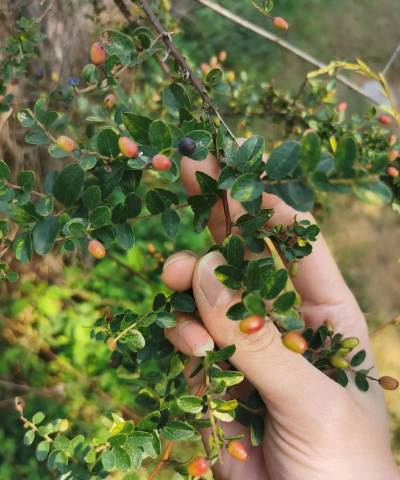 小众送妈妈的花有哪些花