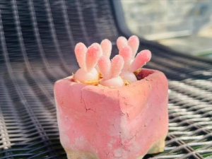 小众送妈妈的花有哪些花