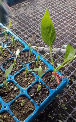 小众送妈妈的花有哪些花