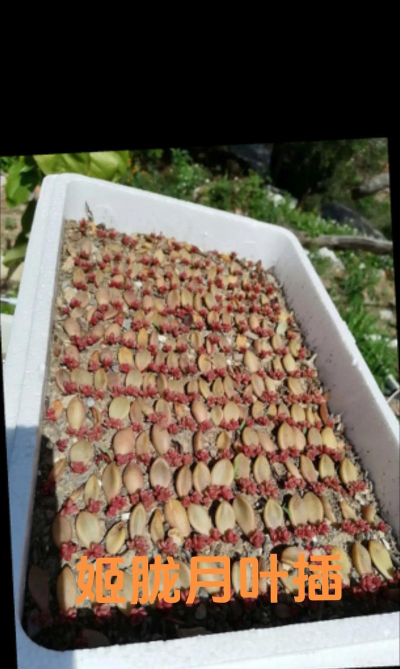 小众送妈妈的花有哪些花