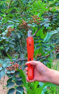 小众送妈妈的花有哪些花