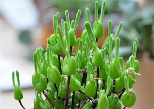 小众送妈妈的花有哪些花