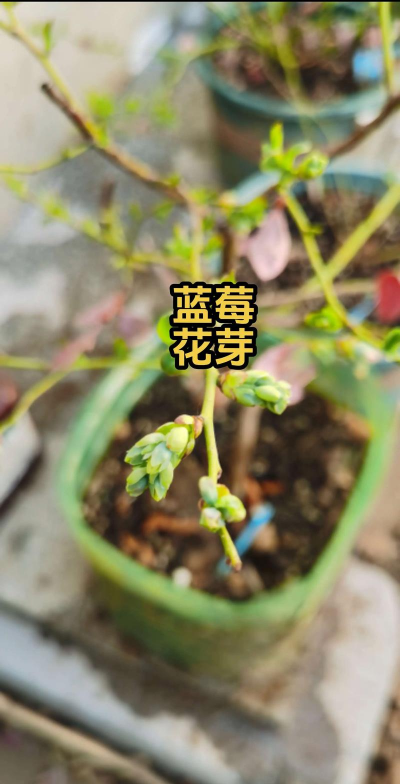 小众送妈妈的花有哪些花
