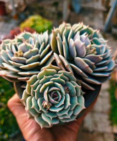 小众送妈妈的花有哪些花