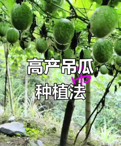 种植吊瓜子怎么种植