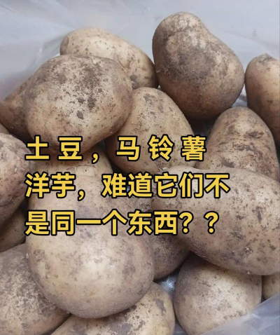 马铃薯是土豆还是红薯