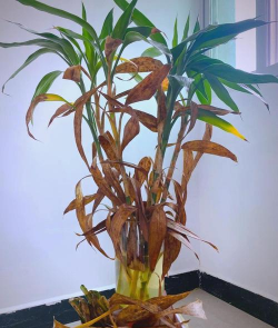 小众送妈妈的花有哪些花