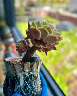 小众送妈妈的花有哪些花