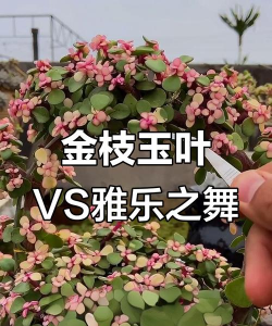 小众送妈妈的花有哪些花